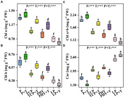 Trichoderma viride improves phosphorus uptake and the growth of Chloris virgata under phosphorus-deficient conditions